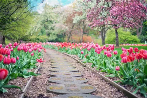 tulip flowers spring garden: stone pathway through vibrant pink tulips with blooming trees and lush greenery