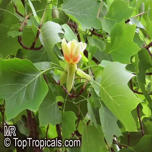 tulip poplar tree flowers (liriodendron tulipifera) blooming among green leaves