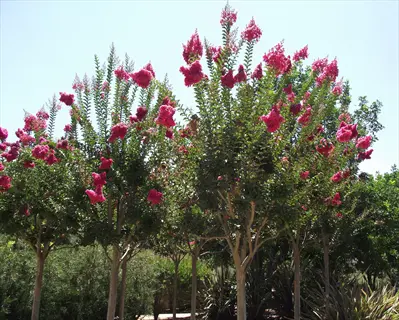 tuscarora crepe myrtle trees with vibrant pink flowers blooming under clear blue sky