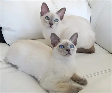 two adorable sensation lilac bicolor siamese cats with bright blue eyes resting on white furniture