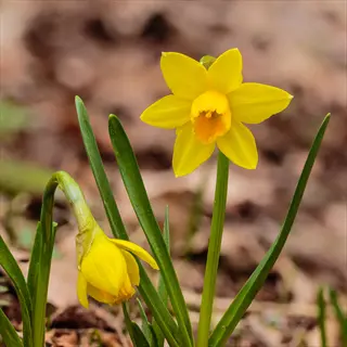 two blooming tete-a-tete daffodils with green leaves against natural background