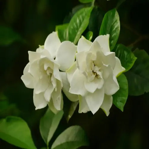 two gardenia white flower blooms with vibrant green leaves