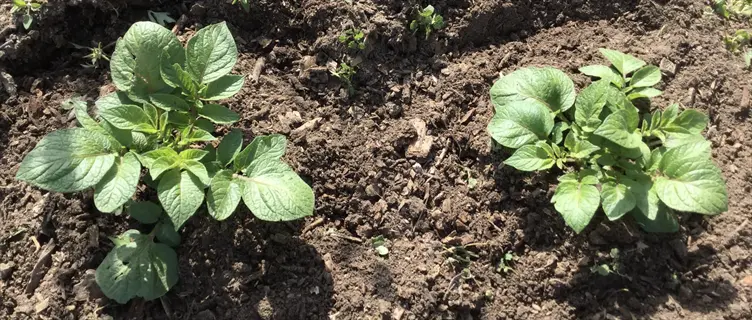 two healthy potato plants with vibrant green leaves growing in dark, tilled soil in a garden