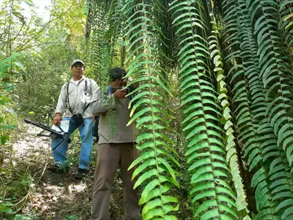 two men in a forested area with large hanging boston fern leaves; one holds a camera setup, the other carries fieldwork equipment