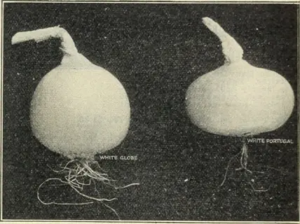 two onion varieties with tops fallen over: white globe and white portugal