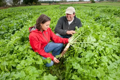 two people kneeling in a lush forage radish field, examining a large harvested radish with green leaves