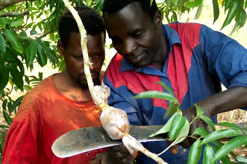 two people performing fruit tree grafting technique: one holds a machete while attaching a wrapped graft to a branch in an outdoor orchard