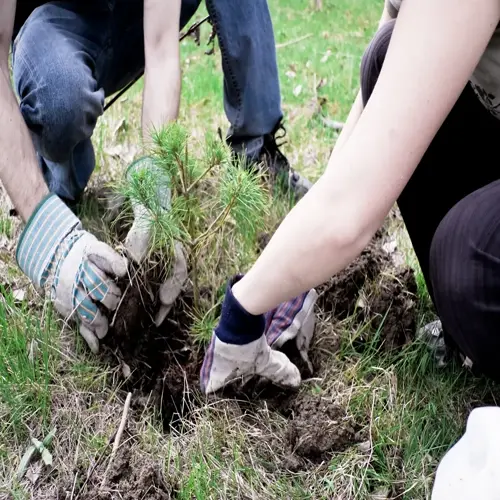 two people planting a young tree during tree planting season, wearing work gloves while handling soil in a grassy field