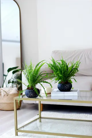 two potted ferns on a modern coffee table in a bright indoor living room with minimal decor