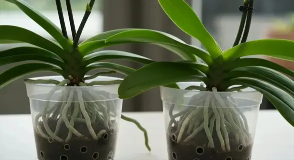 two potted orchids in clear containers showcasing healthy orchid roots and green foliage, indoor setting for monitoring plant health