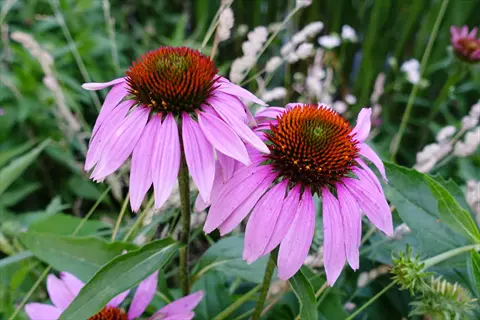 two purple coneflower blooms (echinacea) with pink petals and dark centers surrounded by green foliage
