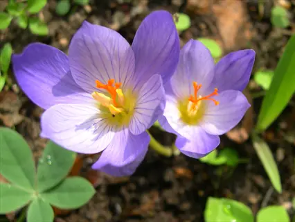 two purple crocus speciosus autumn bloom flowers with orange centers in natural setting