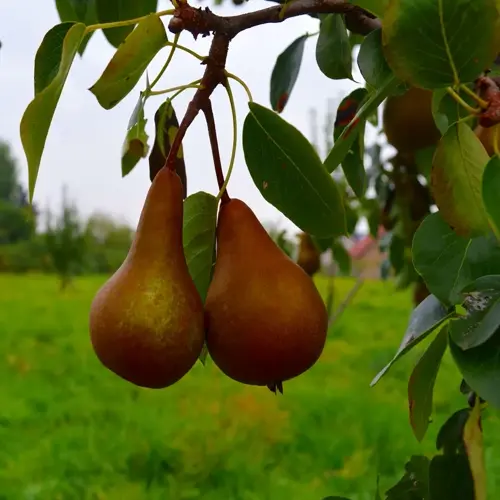 two ripe pears hanging from a tree in an orchard, pear harvest orchard