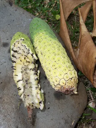 two ripening fruits of a tropical plant with honeycomb texture on a rock surface, surrounded by grass and dried leaves