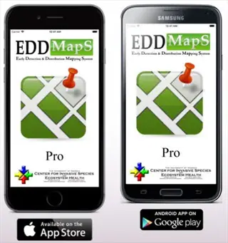 two smartphones (iphone and samsung) displaying eddmaps mobile app for invasive species reporting, showing app icons with location pins and store download badges below