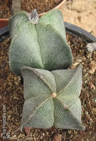 two star cactus astrophytum plants in a pot, showing white speckled green skin and soil