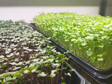 two trays of broccoli microgreens and another variety growing indoors under bright lights