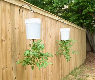 two upside down tomato buckets (5-gallon bucket method) mounted on a wooden fence, with tomato plants growing downward in a garden setting with trees in the background