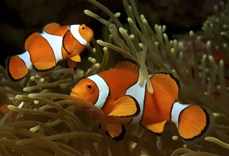two vibrant clownfish interacting with symbiotic sea anemone tentacles in a coral reef environment
