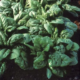 tyee spinach garden featuring a dense cluster of healthy dark green savoyed spinach leaves growing in soil