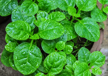 tyee spinach garden featuring dense clusters of healthy dark green savoyed spinach leaves with prominent veins and water droplets growing in soil