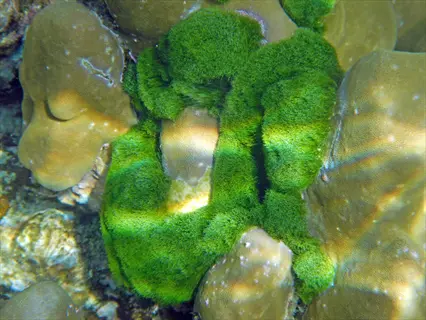 underwater view of coral covered in green zooxanthellae algae, showcasing a symbiotic reef ecosystem