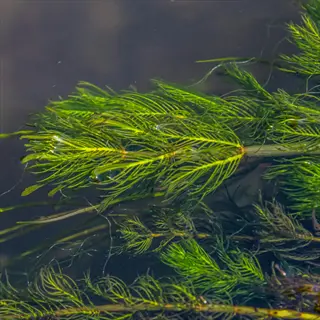 underwater view of feathery green warnstofia fluitans aquatic moss floating in murky water