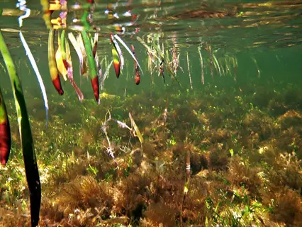 underwater view of mangrove propagules in murky water: young seedling structures (red mangrove type) dangle among aerial roots above muddy seabed