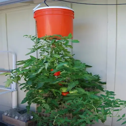 upside down tomatoes growing from an inverted orange bucket suspended against a building wall, with lush green tomato plants bearing red and green fruits, beside a wire trellis and outdoor gardening items