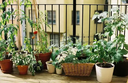 urban balcony garden featuring tomato container gardening with multiple potted plants, including tomato plants bearing ripe red tomatoes, alongside flowers in front of an apartment building