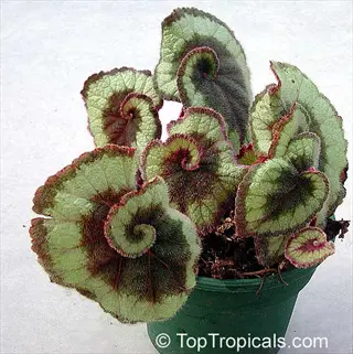 variegated begonia houseplant in green pot with spiral-patterned leaves