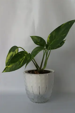 variegated green pothos plant in a white and clear glass indoor self watering planter against neutral background