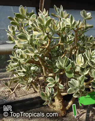 variegated jade plant (crassula ovata 'variegata') in a greenhouse setting with an informational label