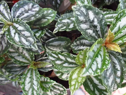 variegated pilea mojito plant showcasing green leaves with striking white patterns