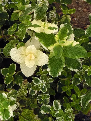 variegated pineapple mint plant with green-and-white leaves and small white flowers