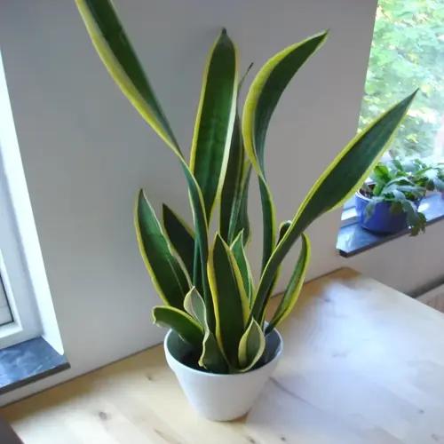variegated snake plant houseplant in white pot on wooden table near window with outdoor greenery visible