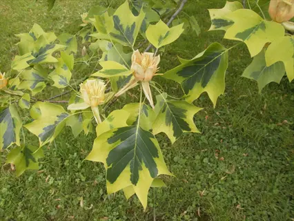 variegated tulip tree leaves with yellow flowers growing on a tree branch above green grass
