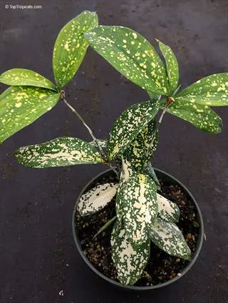 variegated zz plant golden with yellow speckled green leaves in a pot