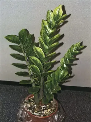variegated zz plant with white and green leaves in a pot