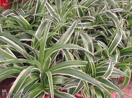 variegatum spider plant featuring long, arching green leaves with striking white variegated edges