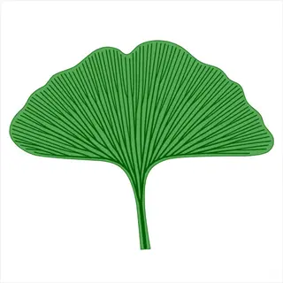 vector illustration of a ginkgo leaf showcasing dichotomous vein pattern in green on white background