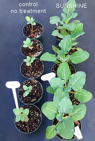vegetable seedlings variety selection with labeled pots for 'control no treatment' and 'sunshine'