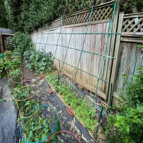 vertical cucumber trellis with grid support structure in a backyard garden, surrounded by circular plant cages, mulch-covered beds, and a wooden privacy fence