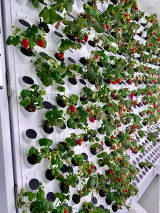 vertical hydroponic strawberry plant system with ripe fruits and lush green foliage
