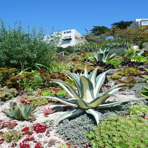 vibrant agave plant garden featuring diverse succulents under clear blue sky with residential buildings in background