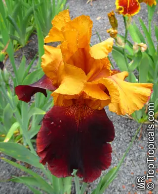 vibrant bearded iris bloom featuring golden-orange standards and deep burgundy falls