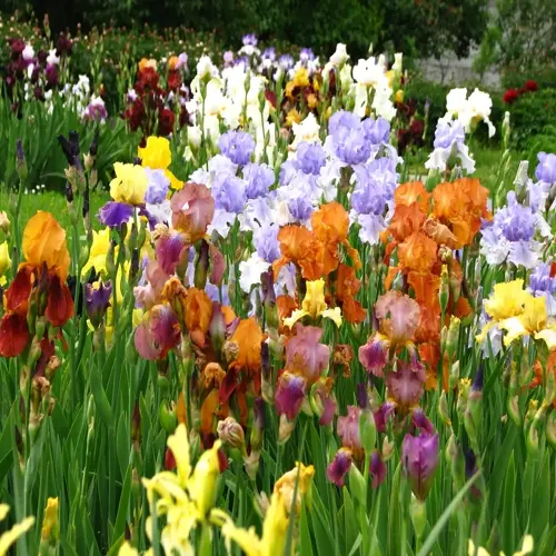 vibrant bearded iris garden with colorful blooms in purple, orange, yellow, and white