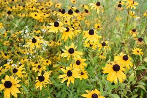 vibrant black eyed susan field with golden-yellow petals and dark centers blooming abundantly among green foliage