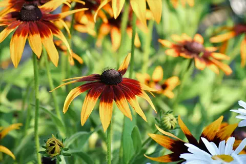 vibrant black-eyed susan flowers with golden petals and dark centers blooming among green foliage
