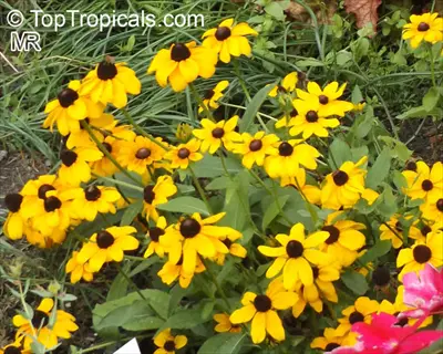 vibrant black-eyed susan garden with golden yellow petals and dark centers growing amidst green foliage